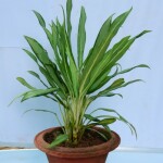 Aglaonema commutatum
