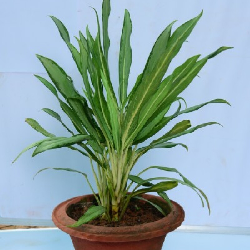 Aglaonema commutatum