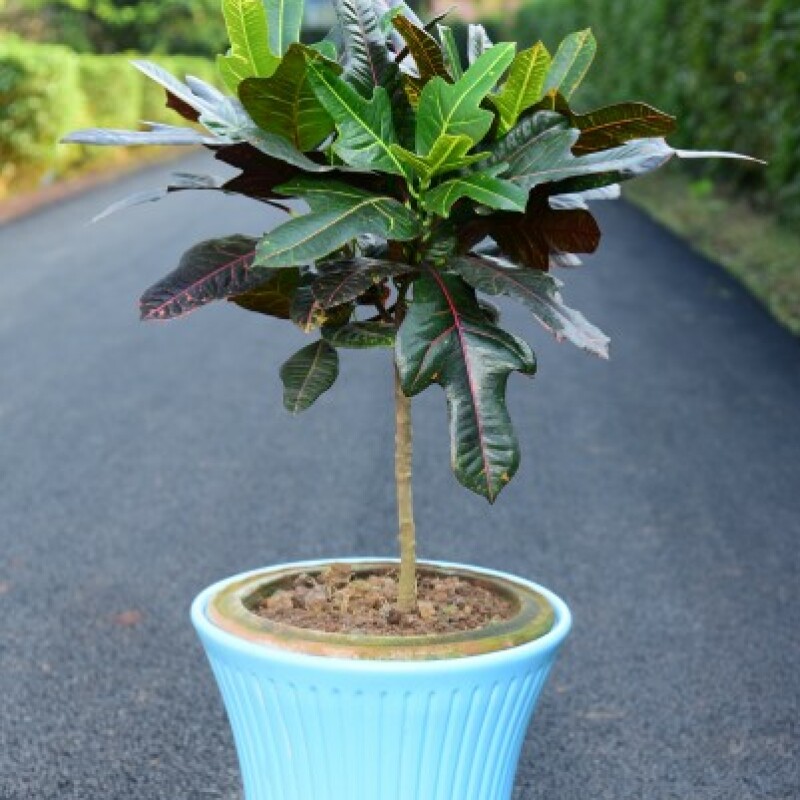 Codiaeum variegatum-Elite
