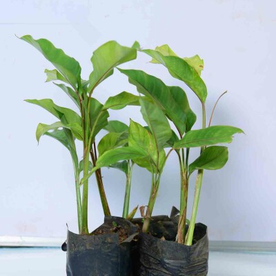 Heliconia sp