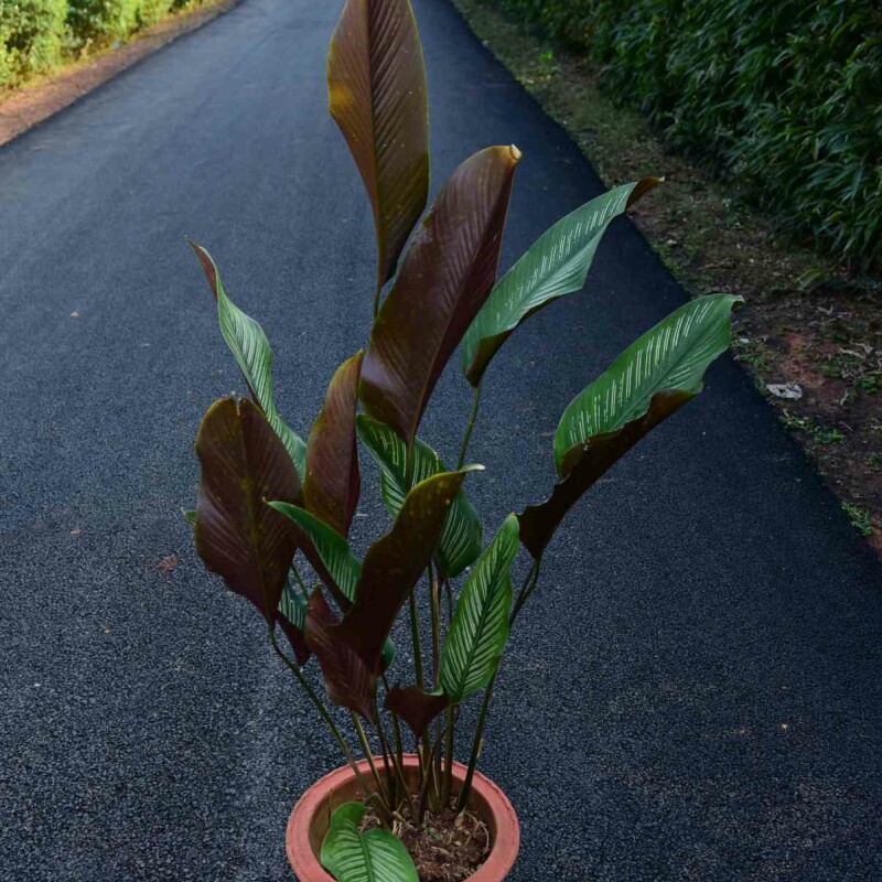 Calathea ornata 'Roseo-lineata'