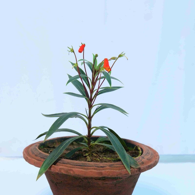 Seemannia sylvatica