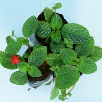 Episcia cupreata 'Frosty'