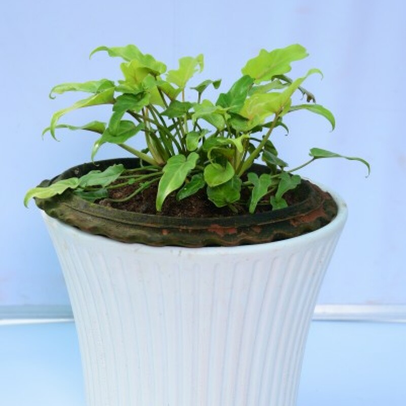 Philodendron xanadu (golden)